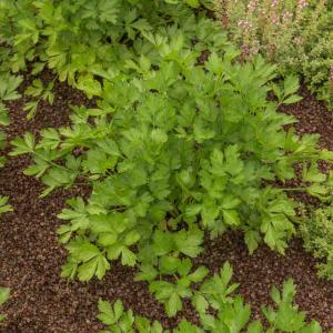 Persil Lion - Graines d'Exception